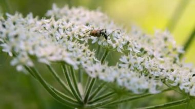 Böceklerle dolu güzel bir yaz çayırı. Yüksek kalite 4k görüntü