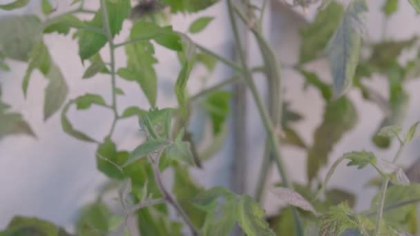 Gemüsepflanzen Sommer Hochwertiges Filmmaterial — Stockvideo