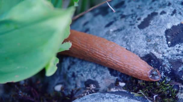 Nudibranch Zahradě Plazící Kameni Vysoce Kvalitní Záběry — Stock video