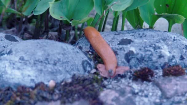 Nudibranch Jardín Arrastrándose Través Piedra Imágenes Alta Calidad — Vídeos de Stock