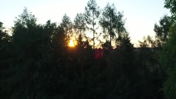 Slunce Zíralo Mezi Stromy Vysoce Kvalitní Záběry — Stock video