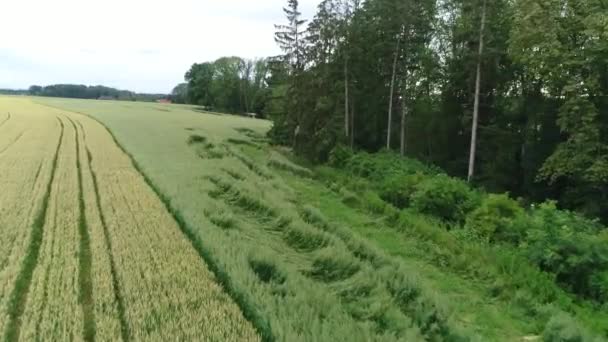 Field Hail Damage Drone Shot High Quality Footage — Stock Video