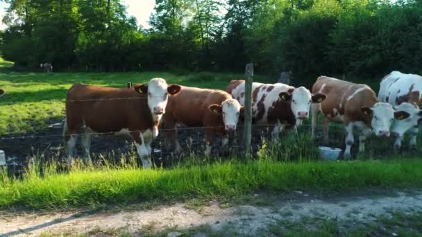 Drone Tracking Shot Avec Des Vaches Pâturage Images Haute Qualité — Video