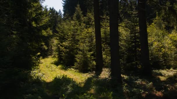 夏天的冷杉林 高质量的4K镜头 — 图库视频影像