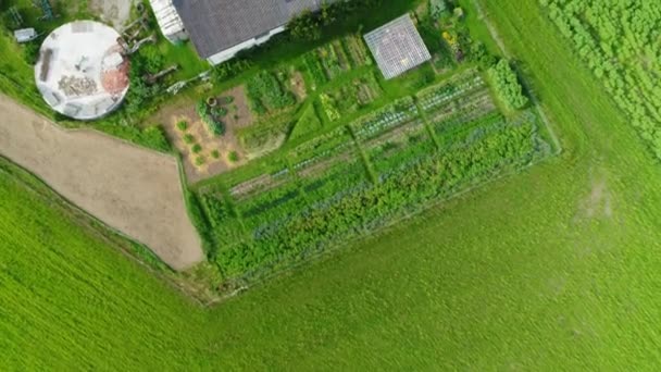 Drone Disparó Sobre Campo Cultivo Maíz Imágenes Alta Calidad — Vídeos de Stock