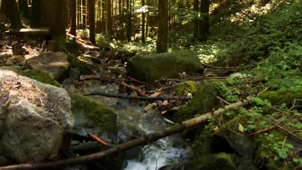 Latem Przez Las Przepływa Dziki Potok Wysokiej Jakości Materiał — Wideo stockowe