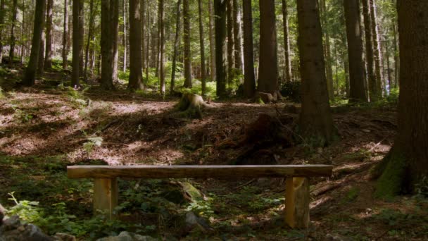 夏はモミの木の森 高品質4K映像 — ストック動画