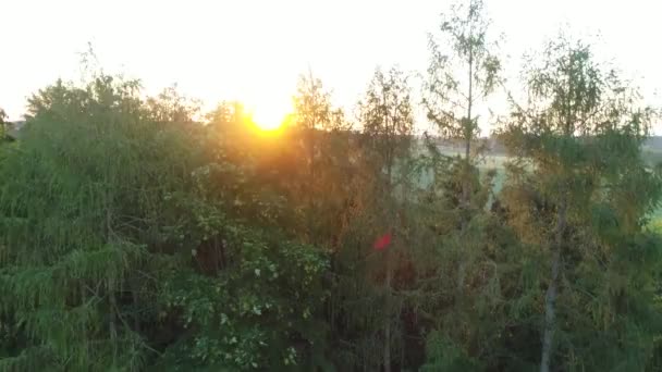 Słońce Patrząc Przez Drzewa Strzał Powietrza Wysokiej Jakości Materiał — Wideo stockowe
