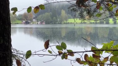 Yaprakların arasından göl suyuna düşen yağmur. Yüksek kalite 4k görüntü