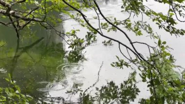 Yaprakların arasından göl suyuna düşen yağmur. Yüksek kalite 4k görüntü