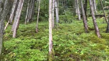 Sonbaharda yağmur sırasında çam ağacı ormanı. Yüksek kalite 4k görüntü