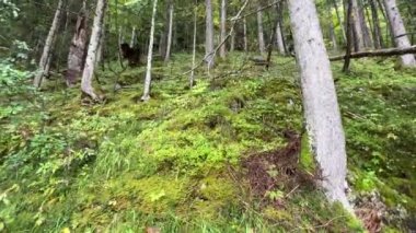 Sonbaharda yağmur sırasında çam ağacı ormanı. Yüksek kalite 4k görüntü