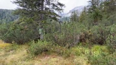 Yazın Avusturya Alpleri 'nde dağ çamları olan bir manzara. Yüksek kalite 4k görüntü