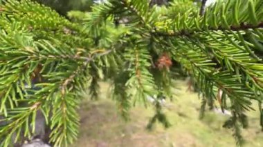 Alp ormanındaki genç köknar iğnelerini kapatın. Yüksek kalite 4k görüntü