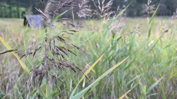 Vecchio Fienile Cinta Canne Filmati Alta Qualità — Video Stock