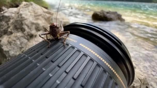 Grasshopper Sitting Video Camera Lens Lake High Quality Footage — Stock Video