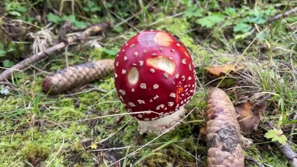 在森林的地板上放飞蘑菇 高质量的4K镜头 — 图库视频影像
