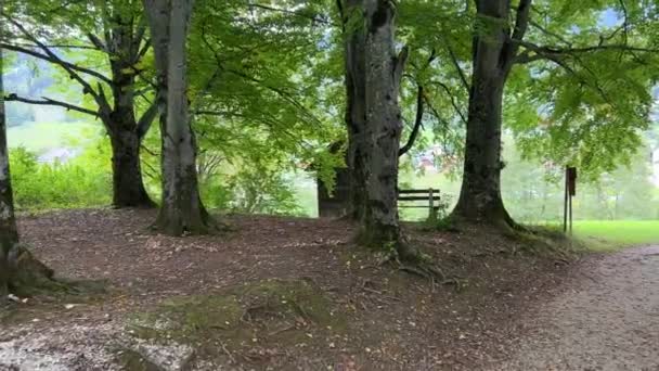 ベンチと納屋のある美しいライムの木の森 高品質4K映像 — ストック動画