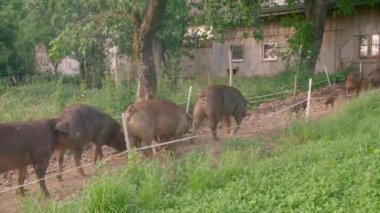Organik çiftlikte serbestçe dolaşan kahverengi domuzlar. Yüksek kalite 4k görüntü