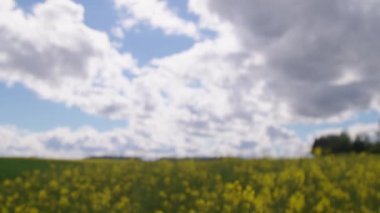 Yazın kolza tohumu olan bir tarla. Yüksek kalite 4k görüntü