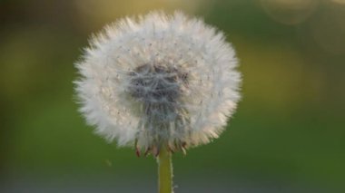 Yaz güneşinde solmuş beyaz karahindiba. Yüksek kalite 4k görüntü