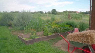 Bahçıvanlık projesinde sebze ve otlarla dolu sıra sıra. Yüksek kalite 4k görüntü