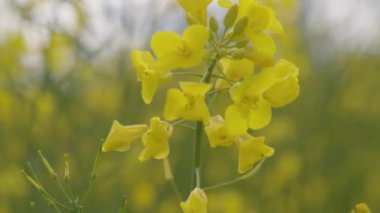 Yazın kolza tohumu olan bir tarla. Yüksek kalite 4k görüntü