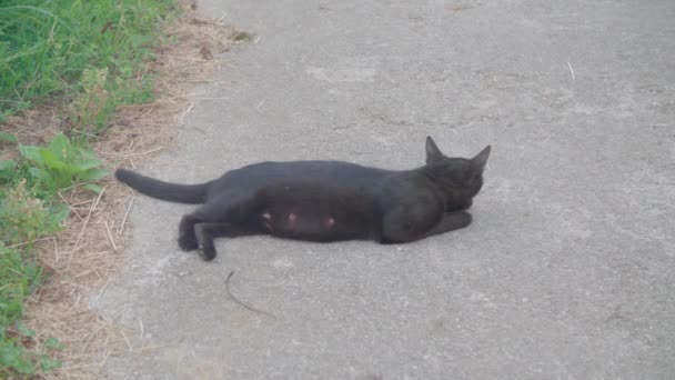 Czarny Kot Leżący Asfalcie Wysokiej Jakości Materiał — Wideo stockowe