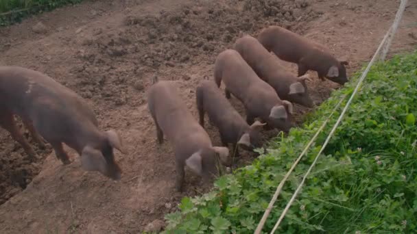 Cerdos Marrones Granja Orgánica Corriendo Libremente Imágenes Alta Calidad — Vídeos de Stock
