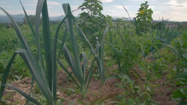 Linhas Com Legumes Ervas Projeto Jardinagem Cooperativa Imagens Alta Qualidade — Vídeo de Stock