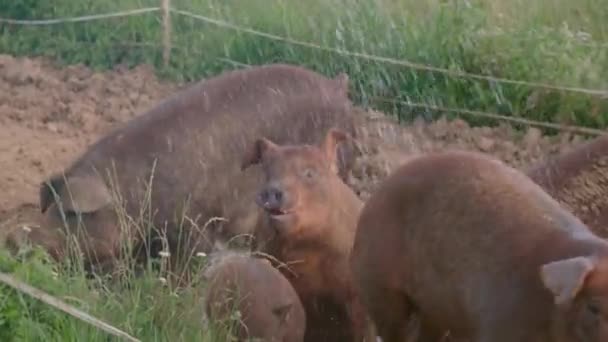 Коричневые Свиньи Органической Ферме Свободно Бегают Высококачественные Кадры — стоковое видео