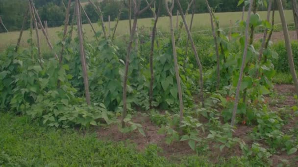 Rader Med Grönsaker Och Örter Kooperativ Trädgårdsprojekt Högkvalitativ Film — Stockvideo