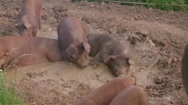 Cerdos Marrones Granja Orgánica Corriendo Libremente Imágenes Alta Calidad — Vídeos de Stock