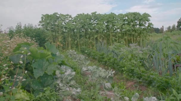 Rzędy Warzywami Ziołami Projekcie Ogrodniczym Spółdzielni Wysokiej Jakości Materiał — Wideo stockowe