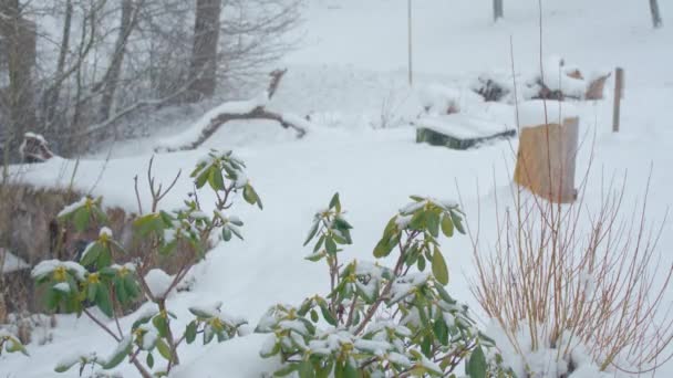 冬は家の周りの庭の雪 高品質4K映像 — ストック動画