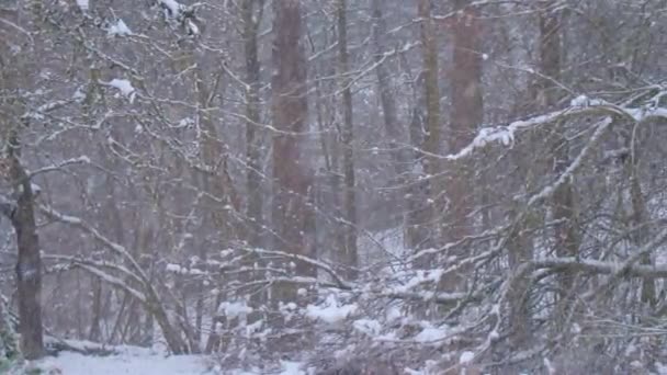 Nevicate Nella Foresta Campagna Filmati Alta Qualità — Video Stock