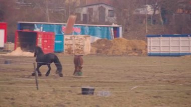 Komik sirk atı çayırda daireler çiziyor. Yüksek kalite 4k görüntü