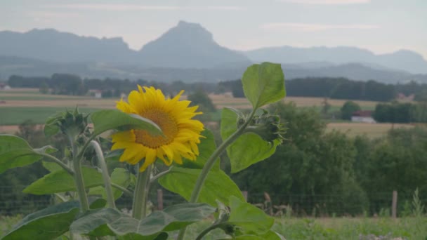 Φυτεία Λαχανικών Στον Κήπο Θέα Στο Traunstein Άνω Αυστρία Υψηλής — Αρχείο Βίντεο
