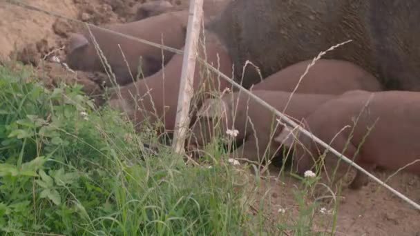 Organik Çiftlikte Serbestçe Dolaşan Kahverengi Domuzlar Yüksek Kalite Görüntü — Stok video