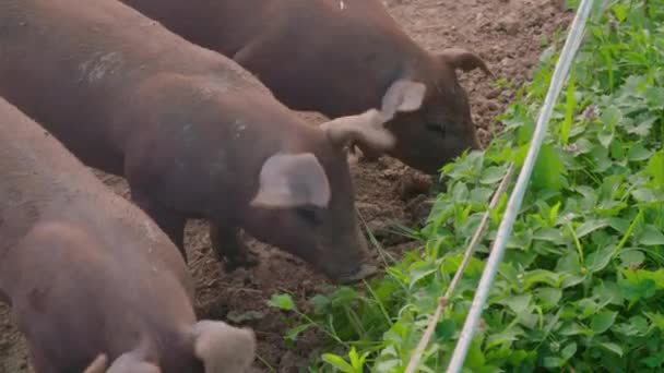 Organik Çiftlikte Serbestçe Dolaşan Kahverengi Domuzlar Yüksek Kalite Görüntü — Stok video