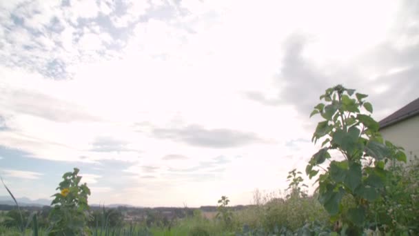 協力的な園芸プロジェクトで野菜やハーブの列 高品質4K映像 — ストック動画