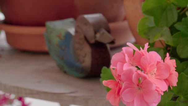 Pato Decorativo Con Flores Geranio Imágenes Alta Calidad — Vídeo de stock