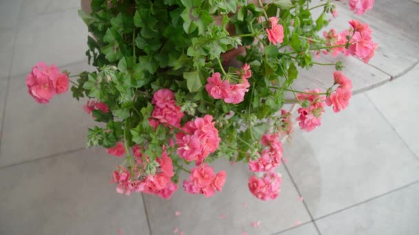 Geranium Bloemen Diepte Van Het Veld Hoge Kwaliteit Beeldmateriaal — Stockvideo
