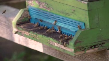 Arılar arı kovanına girip çıkıyorlar. Yüksek kaliteli FullHD görüntüler