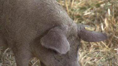 Mangalitza domuzları ahırda saman üstünde. Yüksek kaliteli FullHD görüntüler