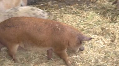 Mangalitza domuzları açık hava ahırında tutuluyor. Yüksek kaliteli FullHD görüntüler