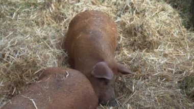 Mangalitza domuzları açık hava ahırında tutuluyor. Yüksek kaliteli FullHD görüntüler