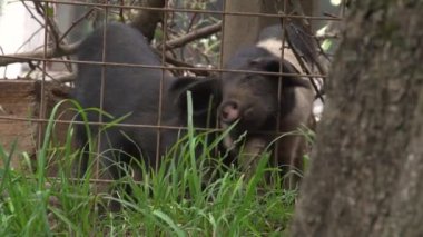 Mangalitza domuzları açık hava ahırında tutuluyor. Yüksek kaliteli FullHD görüntüler