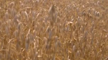 Yazın Avusturya 'nın Salzkammergut tepelerine karşı tarımsal tahıl tarlası. Yüksek kaliteli FullHD görüntüler