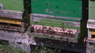 Arılar arı kovanında ağır çekimde. Yüksek kaliteli FullHD görüntüler